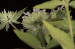 Whorled mountainmint